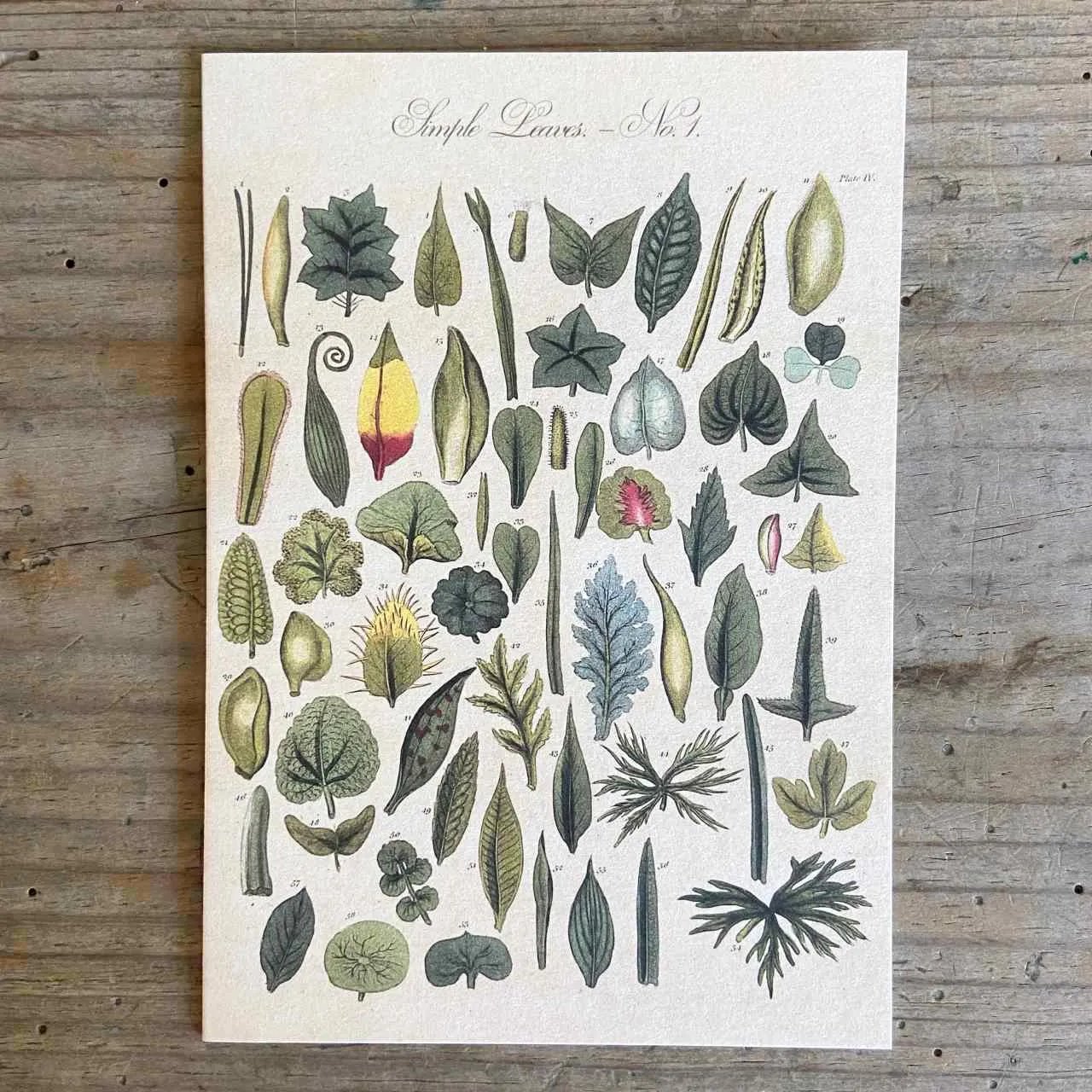 Leaves Greeting Card