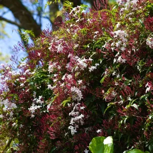 Pink Jasmine